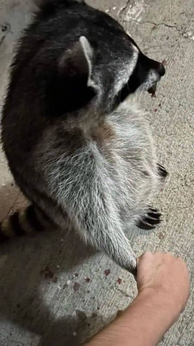 Raccoon reaching out to fist bump a person's hand on a concrete floor.