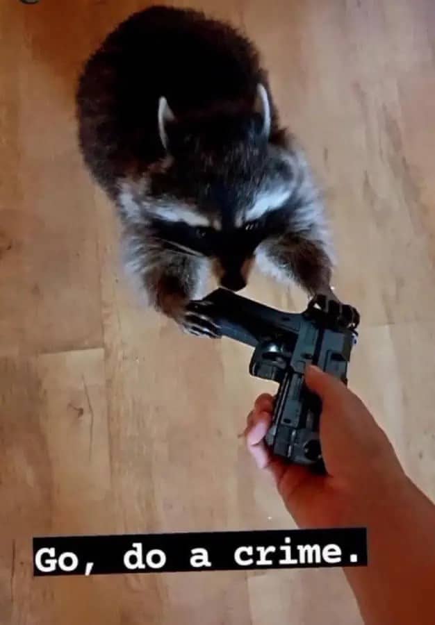 Hand offering a toy pistol to a raccoon, captioned go do a crime.