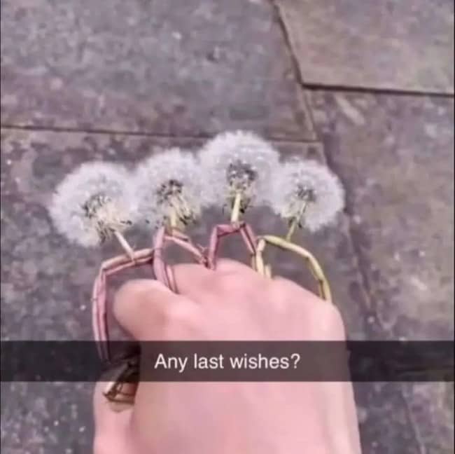 Four dandelion puffs worn like brass knuckles on a hand, captioned any last wishes.