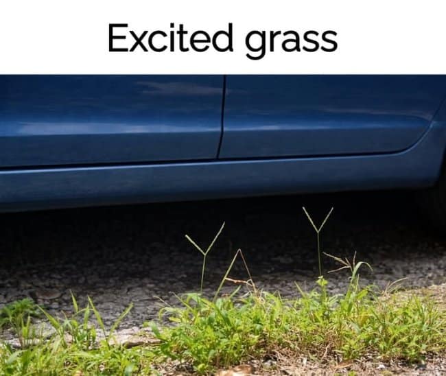 Individual blades of grass growing under a parked car in Y-shapes like cheering arms in a funny wordplay photo.