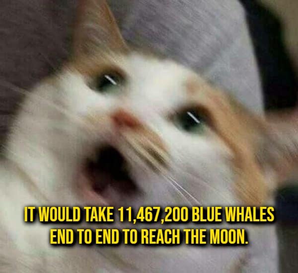 Motion-blurred shocked cat face reacting in terror to an astronomy random fact calculation about lining up blue whales to reach the moon.