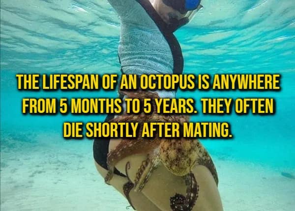 Diver underwater with a wild octopus clinging to her leg, accompanied by a marine biology random fact about octopus lifespans.