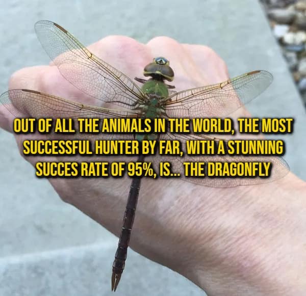 Close-up of a giant green dragonfly on a hand, presenting an animal predatory random fact about hunting success rates.