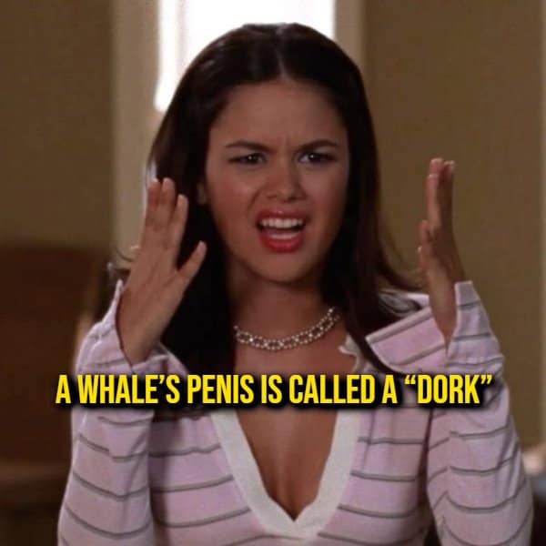 Summer Roberts from The O.C. making a disgusted facial expression next to an ocean biology random fact about whale terminology.