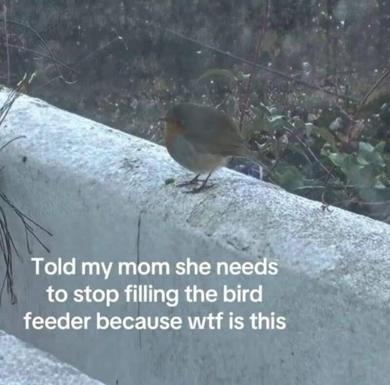 Very round robin on a frosty wall, blamed on mom overfilling the bird feeder.
