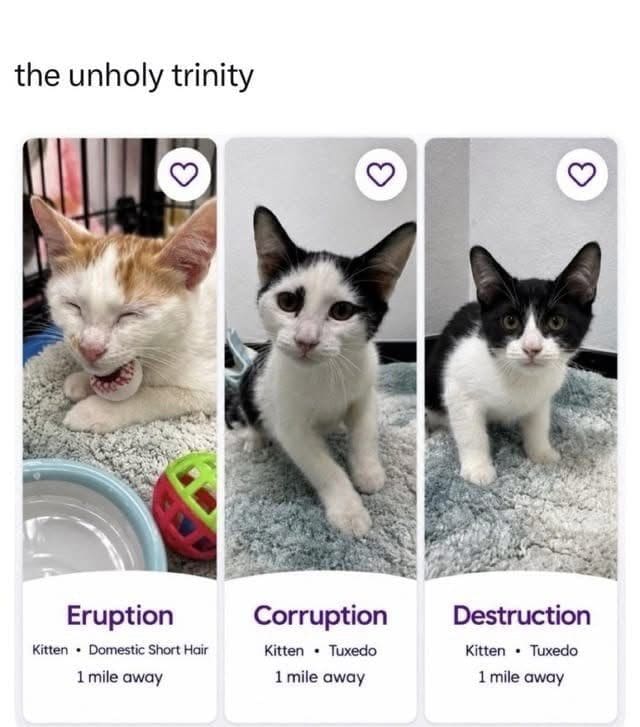 Three shelter kittens on an adoption app named Eruption, Corruption, and Destruction.