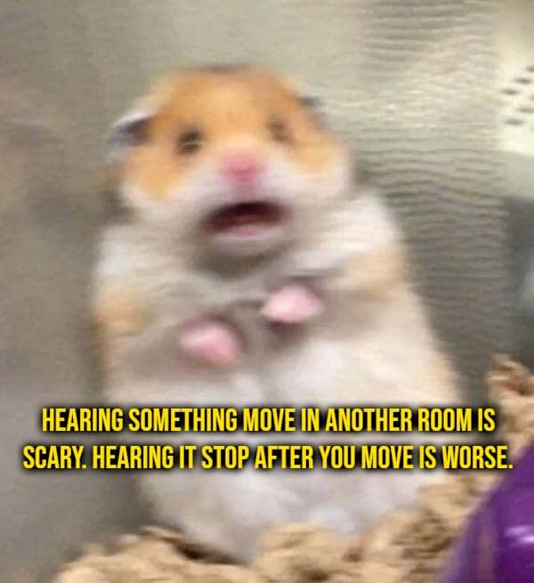 Screaming hamster meme beside a shower thought about hearing a noise stop after you move