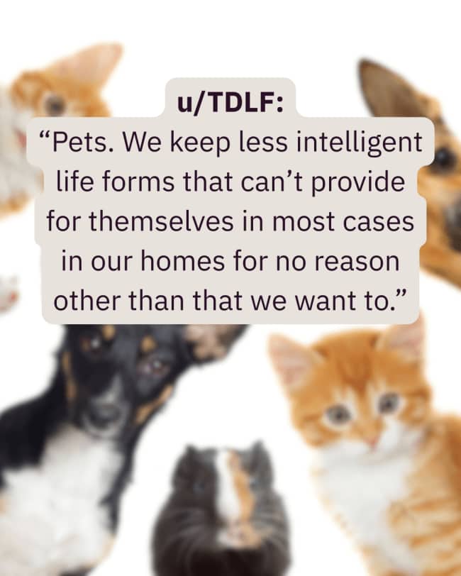 Text quote about keeping domestic pets among things humans do that would confuse aliens.
