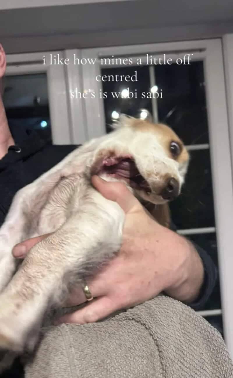 Crooked snout dog humorously demonstrating unique animal wabi sabi features in a viral video.