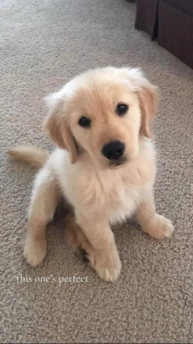 Perfectly standard golden retriever puppy playfully contrasting the trend of showcasing wabi sabi features.