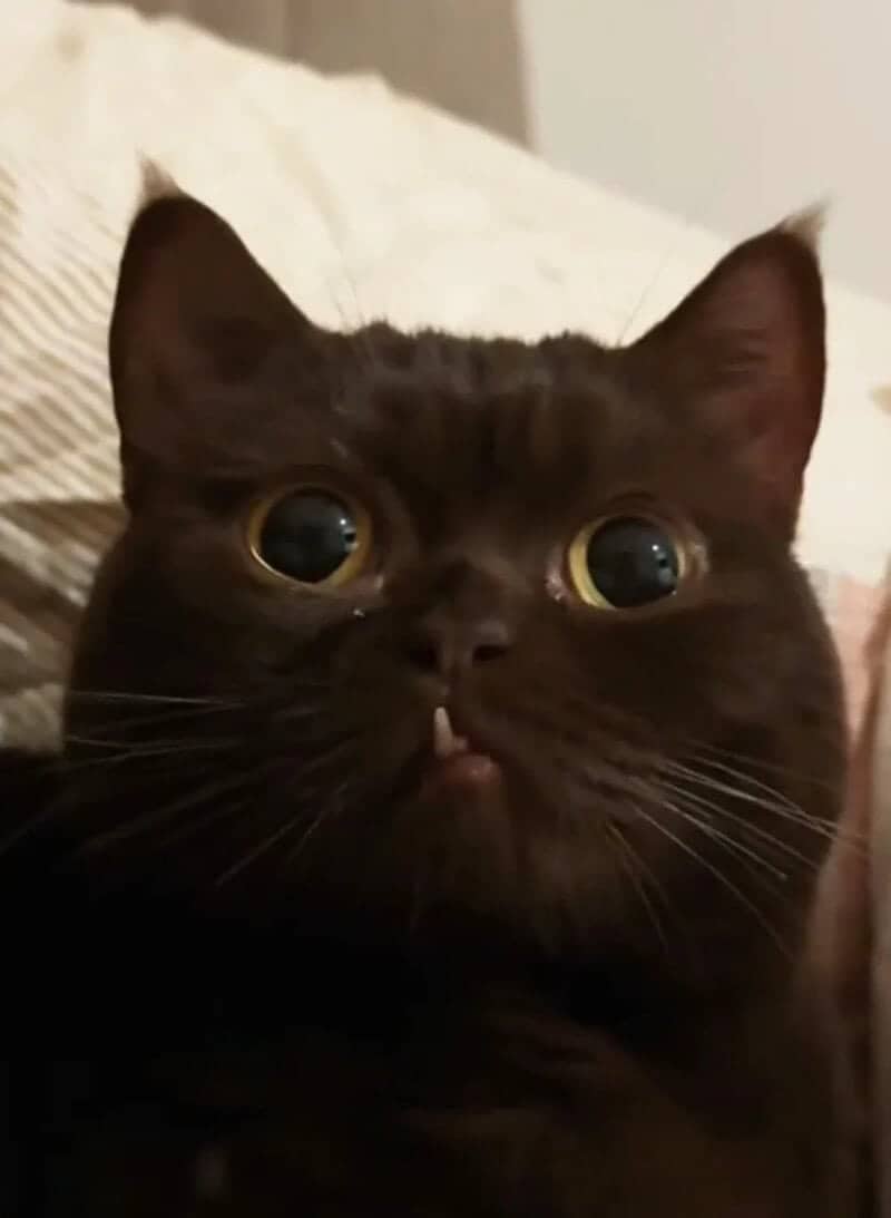 Black cat displaying a tiny adorable snaggletooth highlighting cute feline wabi sabi features.