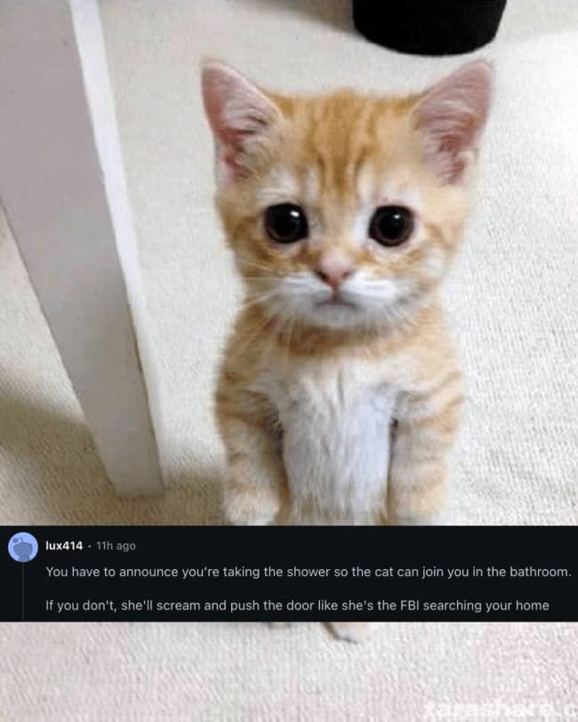 Small ginger kitten standing on hind legs demonstrating bathroom shower entry weird house rules.