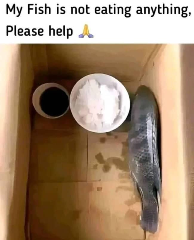A cardboard box holding a dead fish beside a bowl of white rice for weirdest pets.