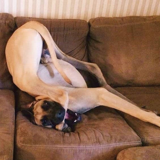 Dog contorted into weird twisted pose upside down on brown couch cushions at home.