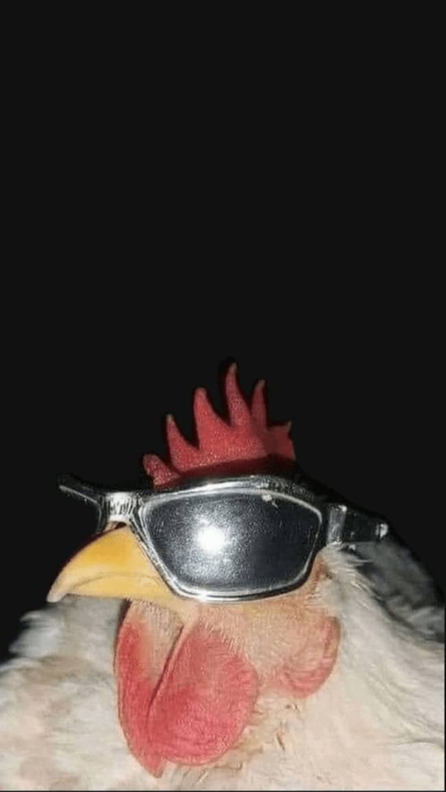 Close up shot of a cool chicken wearing sleek silver sunglasses for weirdest pets gallery.