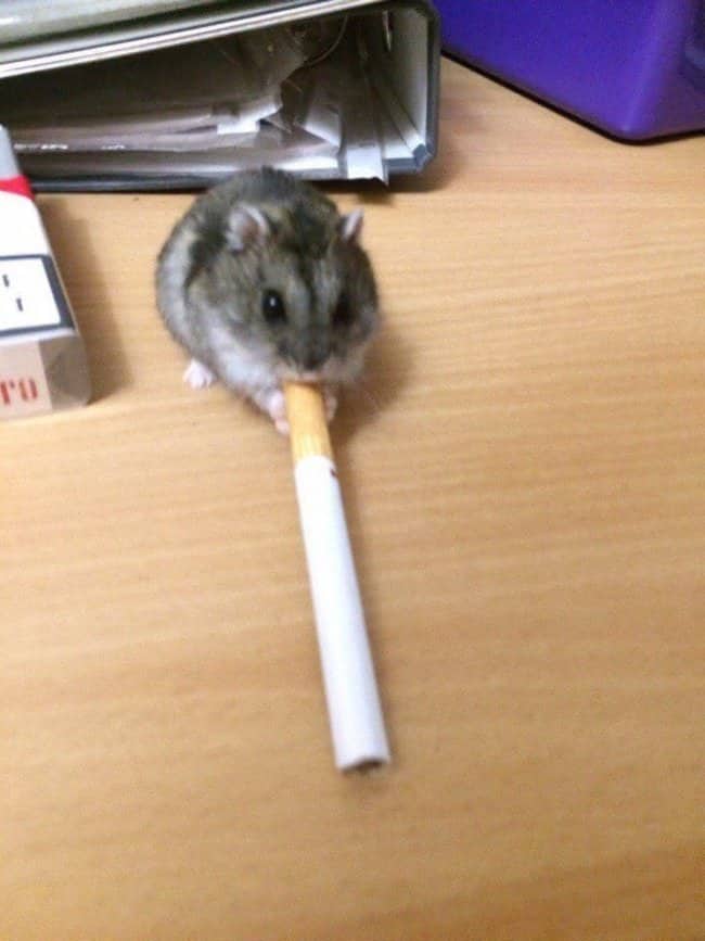 Tiny dwarf hamster holding an unlit cigarette in its mouth next to desk supplies.