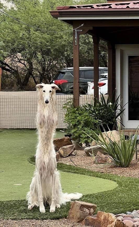 Tall fluffy Borzoi dog sitting completely upright like a meerkat in a green backyard.