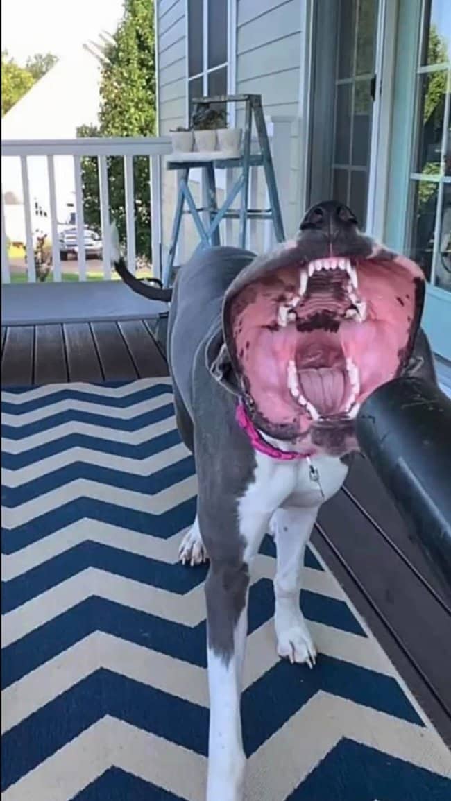 Large grey dog standing on porch while leaf blower stretches its mouth wide open.