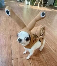 Small Chihuahua dog wearing a funny brown snail costume with tall plush eye stalks.