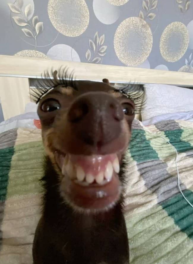 Small brown dog showing teeth while wearing long glam fake eyelashes close to camera.
