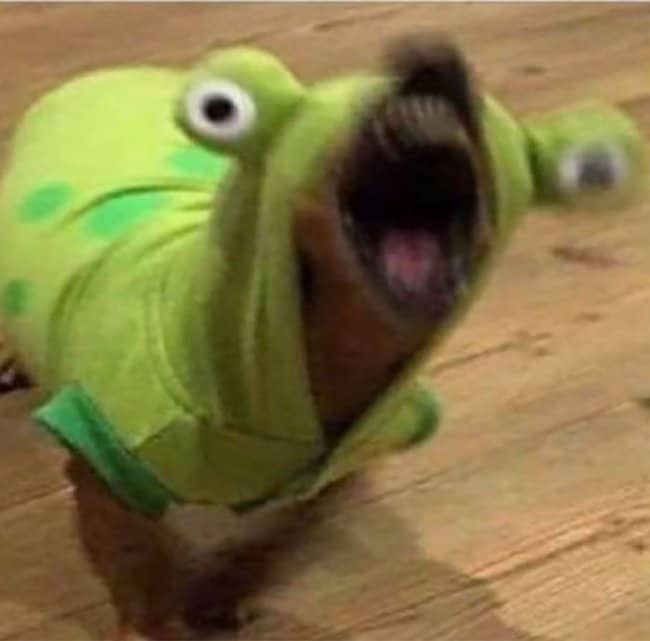 Tiny dog wearing green frog hoodie screaming hysterically on wooden floor among weirdest pets.